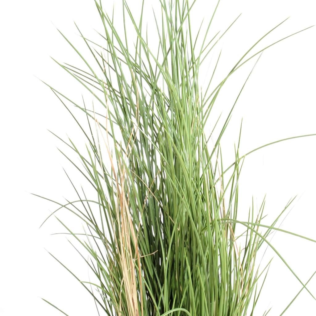 Herbe décorative Honey, touffe de 115 cm — photographie complémentaire