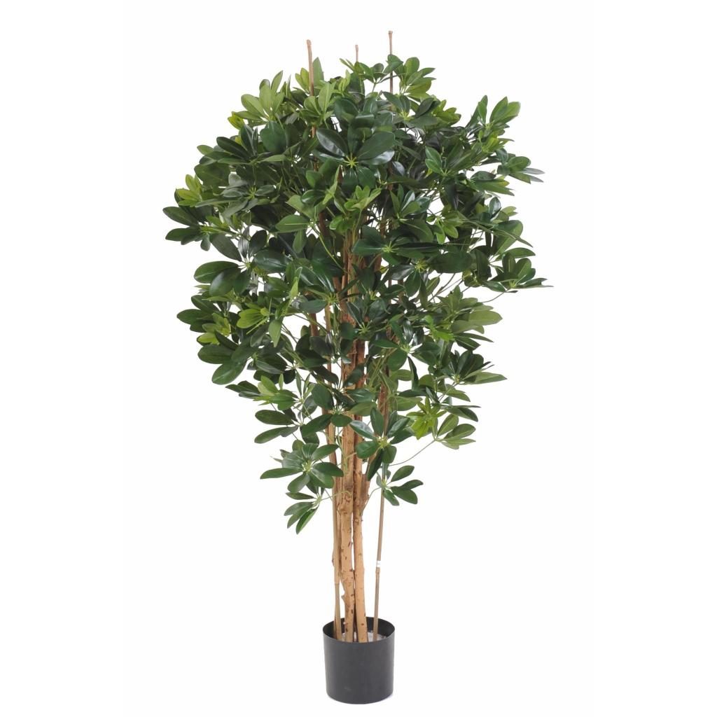 Schefflera décoratif à trois troncs, 150 cm — photographie complémentaire