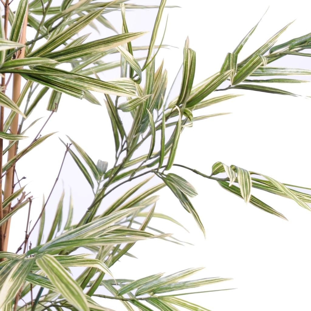 Bambou décoratif Shiroshima panaché, 120 cm — photographie complémentaire