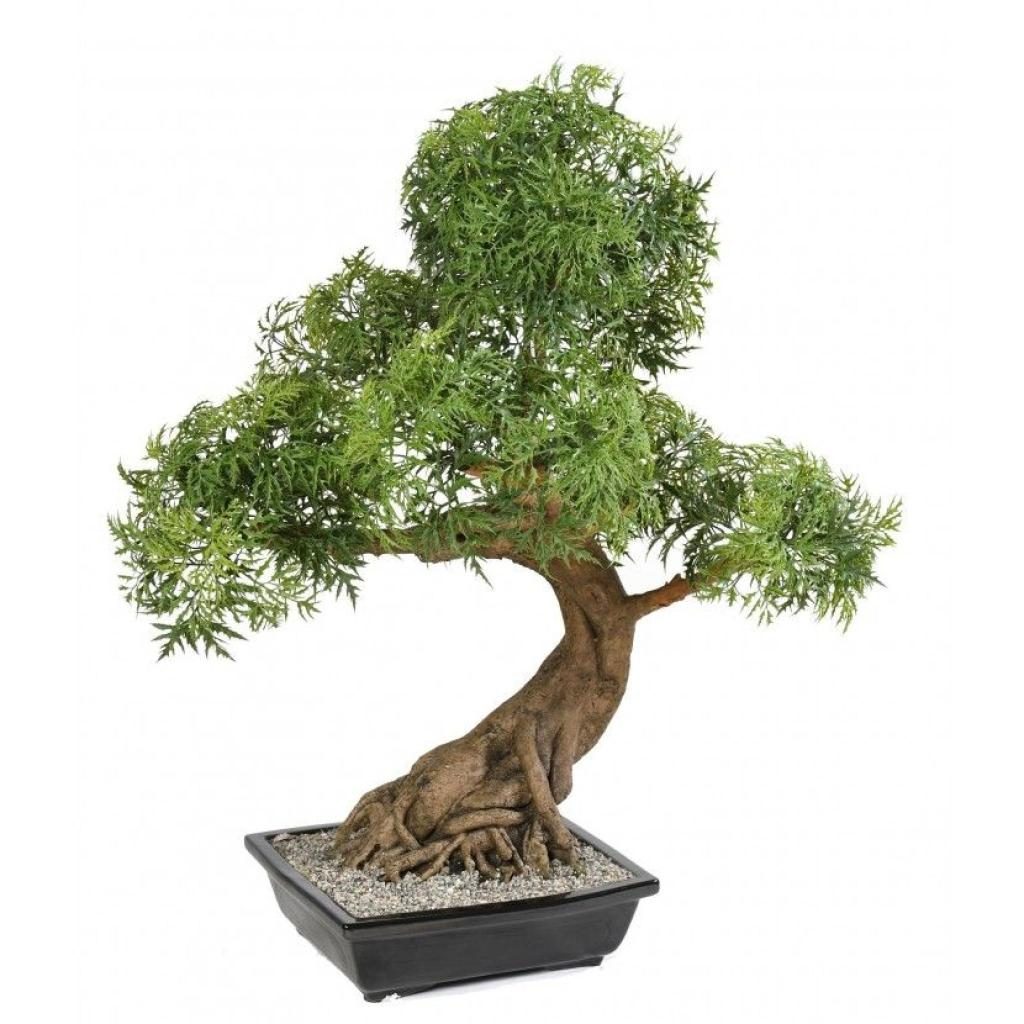 Aralia miniature décoratif en coupe, 95 cm — photographie complémentaire