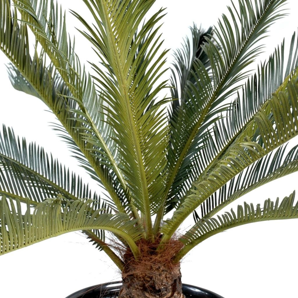 Cycas décoratif à quinze palmes, 100 cm — photographie complémentaire